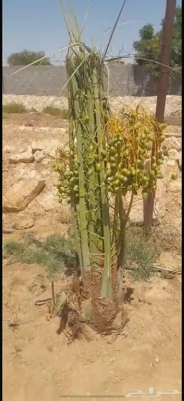 نخيل 2