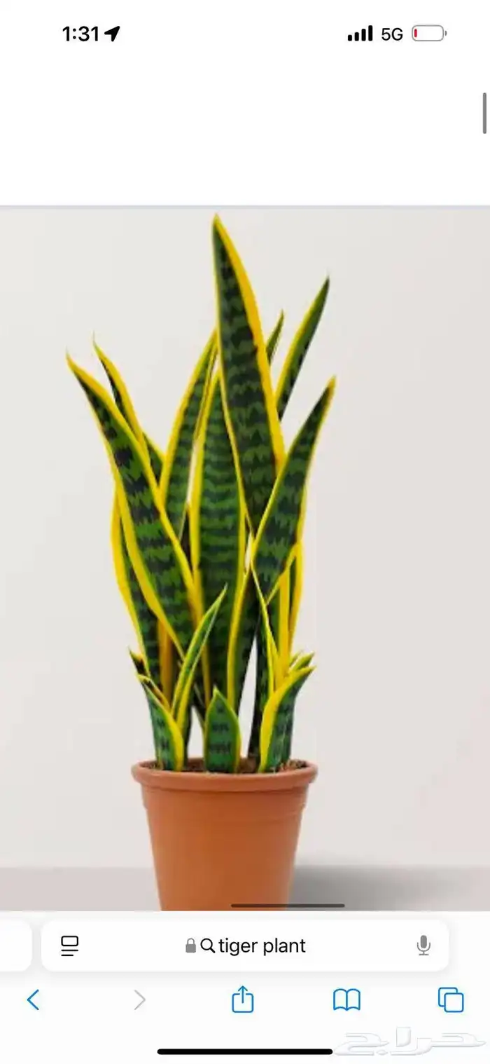 تنسيق حدائق طبيعي وصناعي وترميب شبكات الري والرزاز والضباب 4