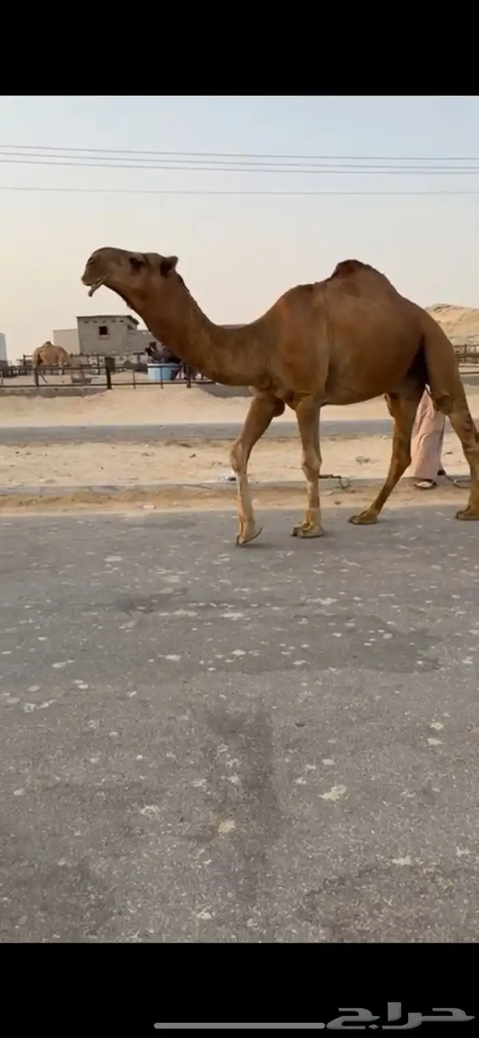 فحل باكستاني 1