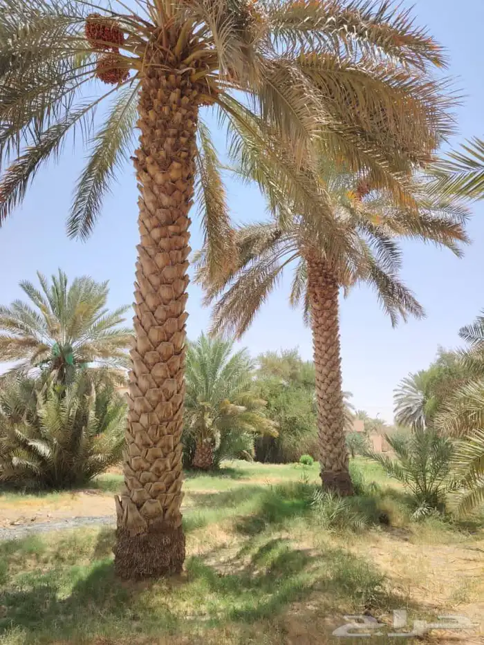 جميع انواع انخيل عربي واشنطني امريكي 7