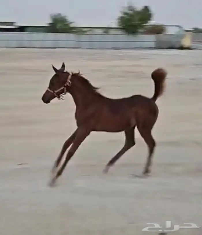 مهره شعبيه الاب واهو اسود 1