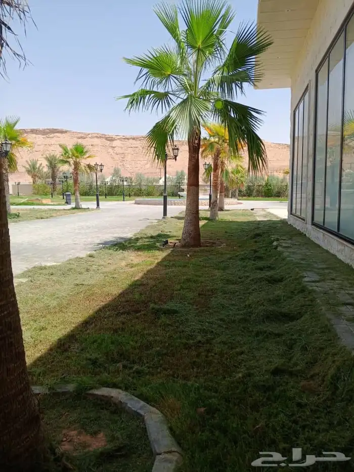 نخل واشنطن امريكي درجة اولى يتوفر لدينا كميات كبيرة 5