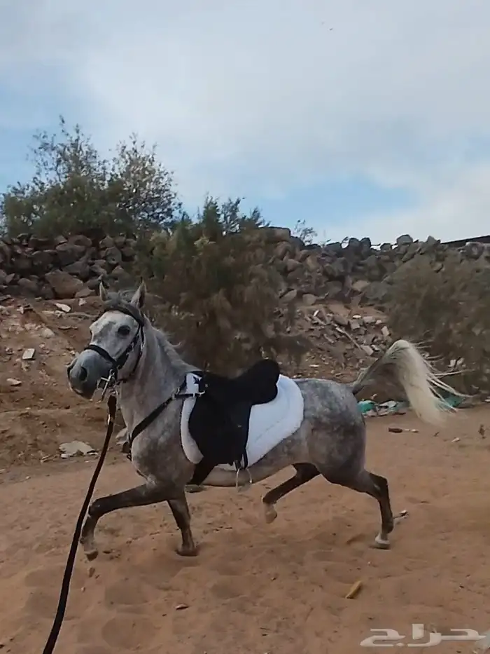 فرس شعبيه 0
