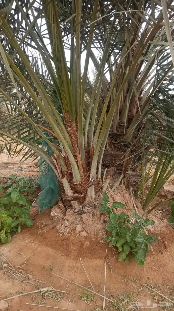 مقاول تراث قديم وترميم بيوت الطين وشغل حجر وشبوك مزارع 8