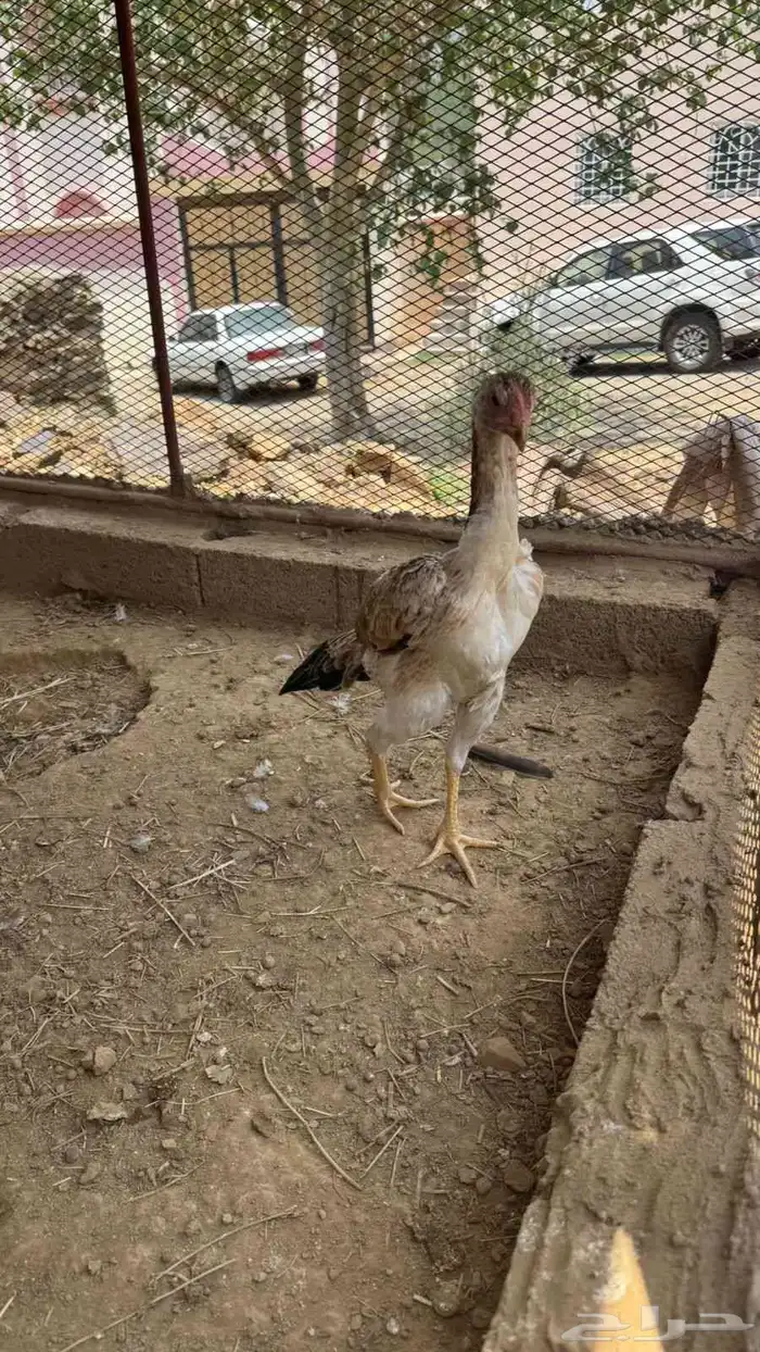 فرخه شامو ياباني 7