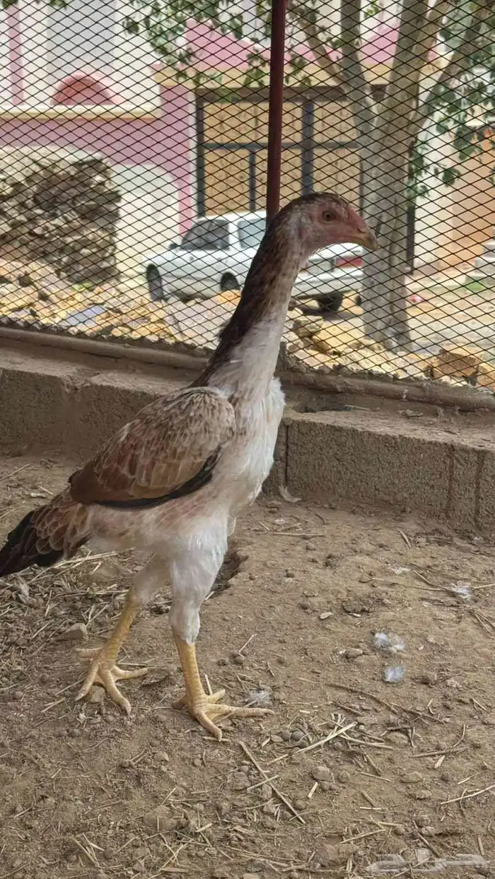 فرخه شامو ياباني 1