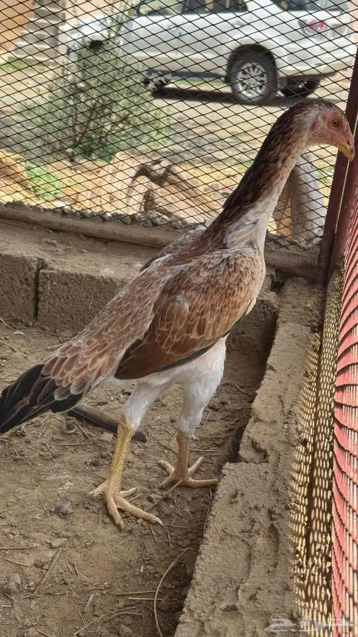 فرخه شامو ياباني 4