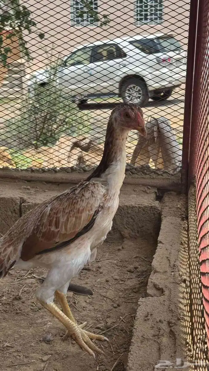 فرخه شامو ياباني 5