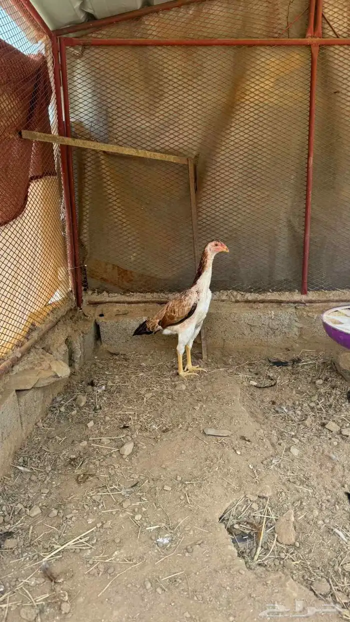 فرخه شامو ياباني 0