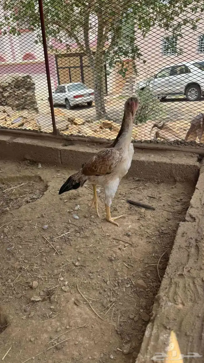 فرخه شامو ياباني 6