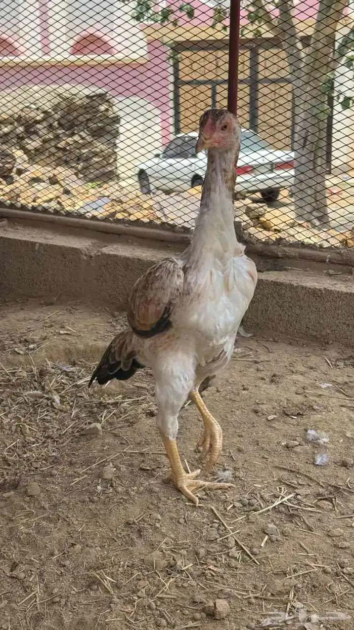 فرخه شامو ياباني 2