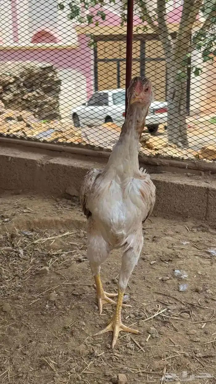 فرخه شامو ياباني 3