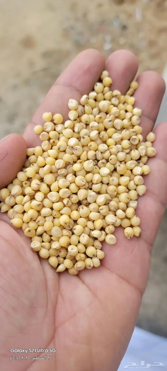 قشر خولاني. قهوه خولاني خظرا ذره صفرا يمني. ذره حمرا يمني 5