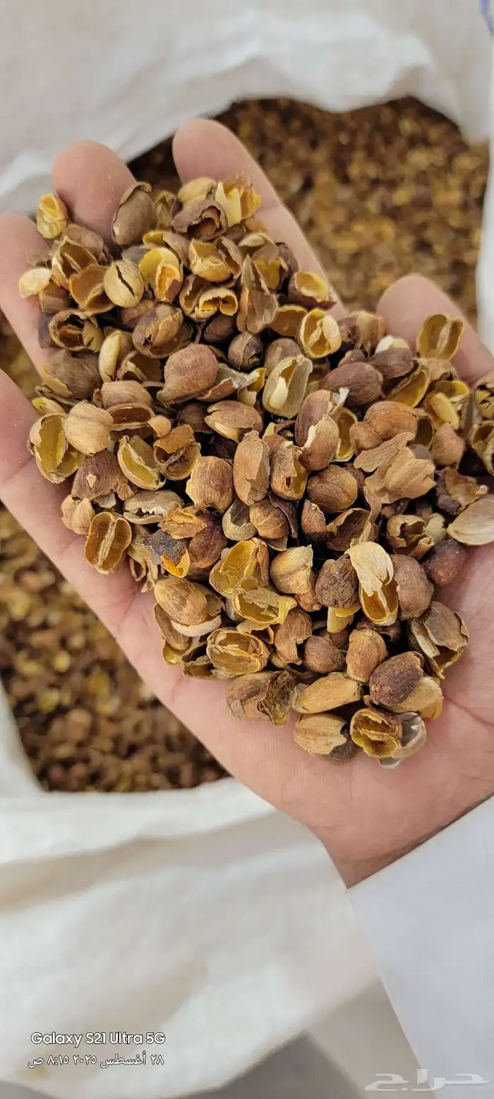 قشر خولاني. قهوه خولاني خظرا ذره صفرا يمني. ذره حمرا يمني 0