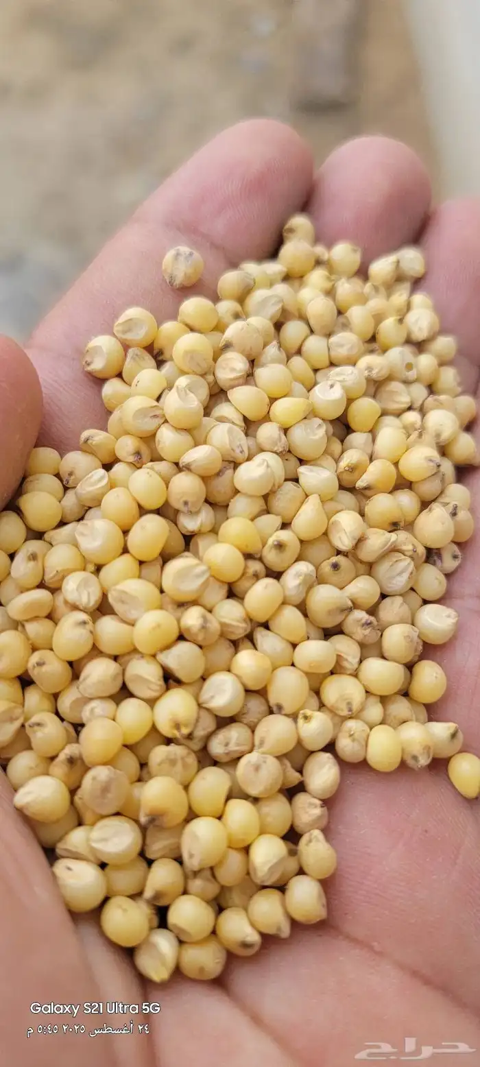 قشر خولاني. قهوه خولاني خظرا ذره صفرا يمني. ذره حمرا يمني 4