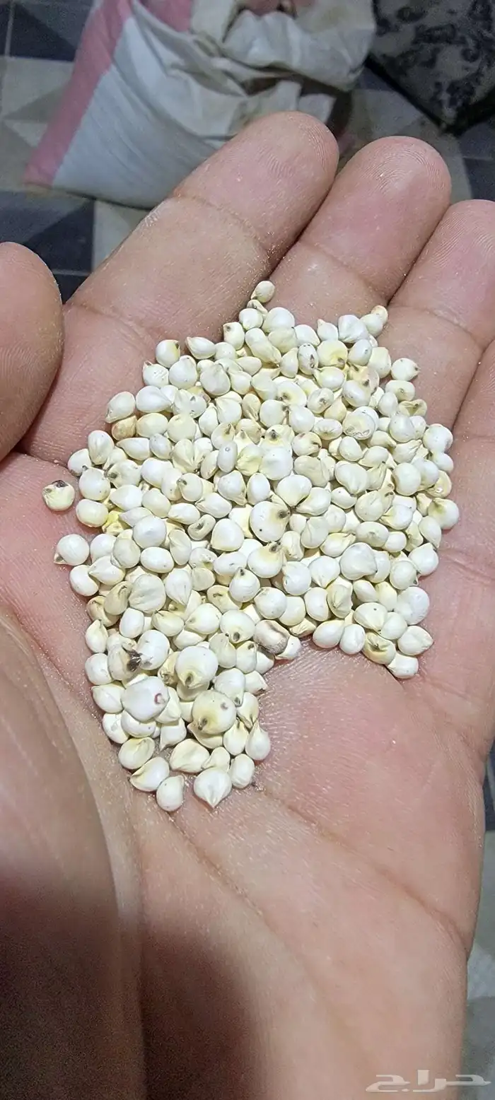 قشر خولاني. قهوه خولاني خظرا ذره صفرا يمني. ذره حمرا يمني 9