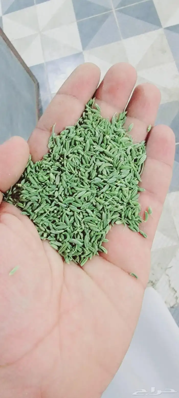 قشر خولاني. قهوه خولاني خظرا ذره صفرا يمني. ذره حمرا يمني 8