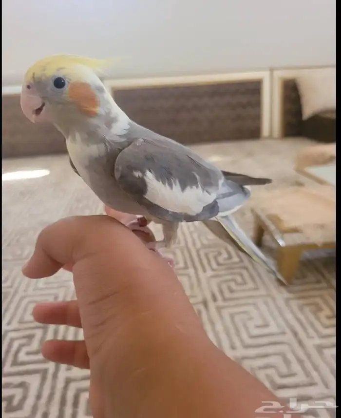 طير كروان هدد داخلي اليف ما يعض الجنس انثى 2