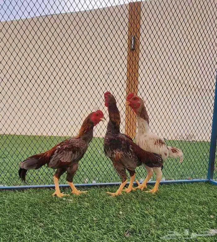 كوشامو قزم 35