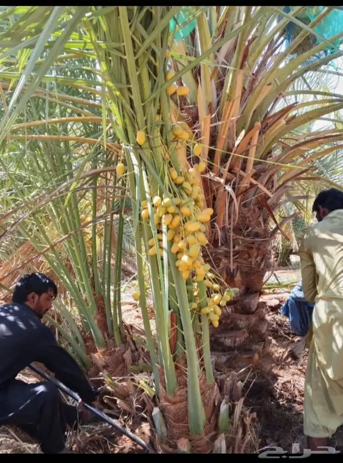 نخيل للبيع جميع الأنواع والمقاسات 2