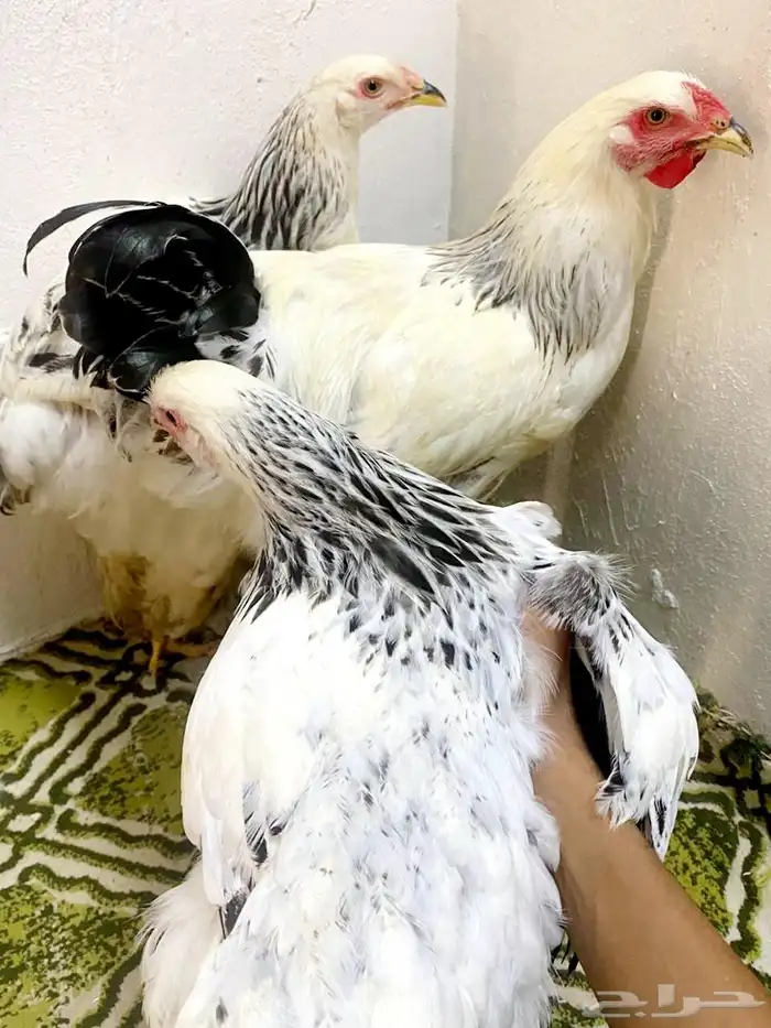 طقم براهما كلومبي كونك عملاق 0