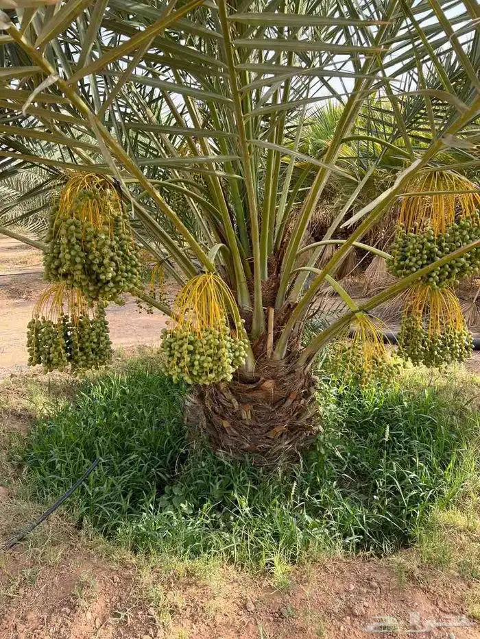 نخل مثمر للبيع خلاص صقعي برحي شيشي هلالي سكري منيفي 5