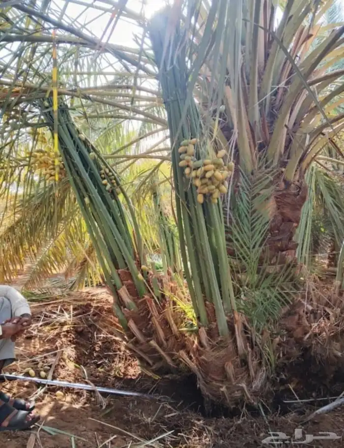 نخيل للبيع جميع الأنواع والمقاسات 9