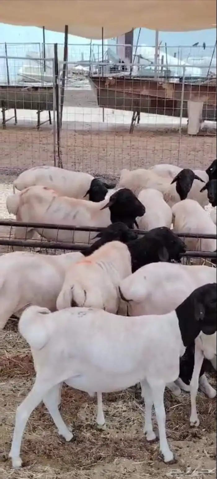 بربري صومالي جذعان وثنيان للبيع جملة 1