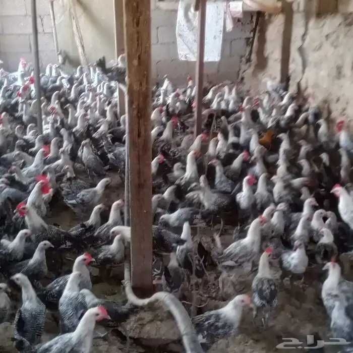 دجاج فيومي للبيع 1