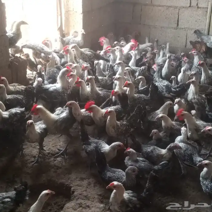 دجاج فيومي للبيع 4