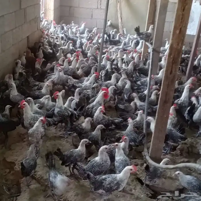 دجاج فيومي للبيع 2
