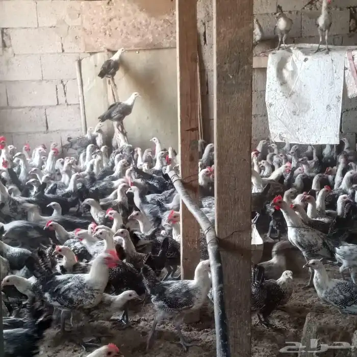 دجاج فيومي للبيع 0