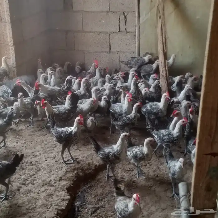 دجاج فيومي للبيع 5