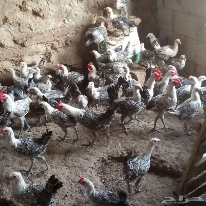 دجاج فيومي للبيع 7