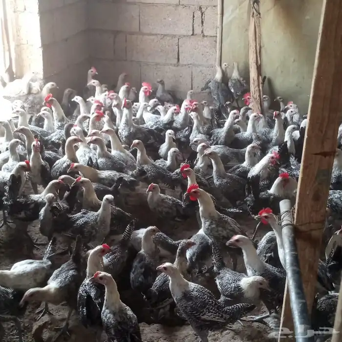 دجاج فيومي للبيع 6