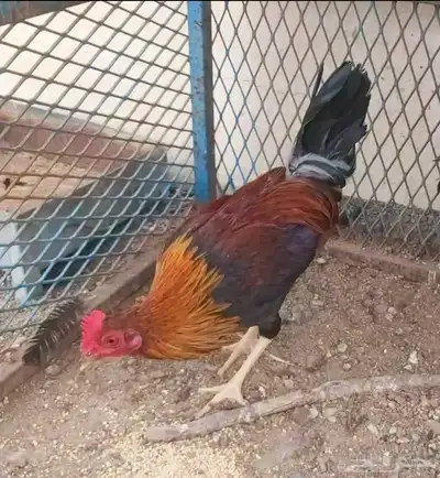 ديوك عربي 8