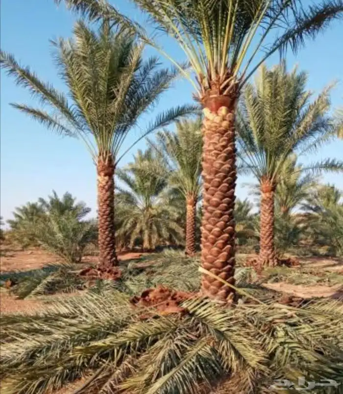 نخل للبيع سكري اخلاص شيشي دخيني نخيل صقعي روثانا غر نبوت 9