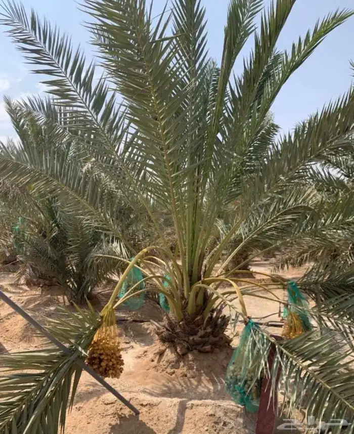 نخل للبيع سكري اخلاص شيشي دخيني نخيل صقعي روثانا غر نبوت 6