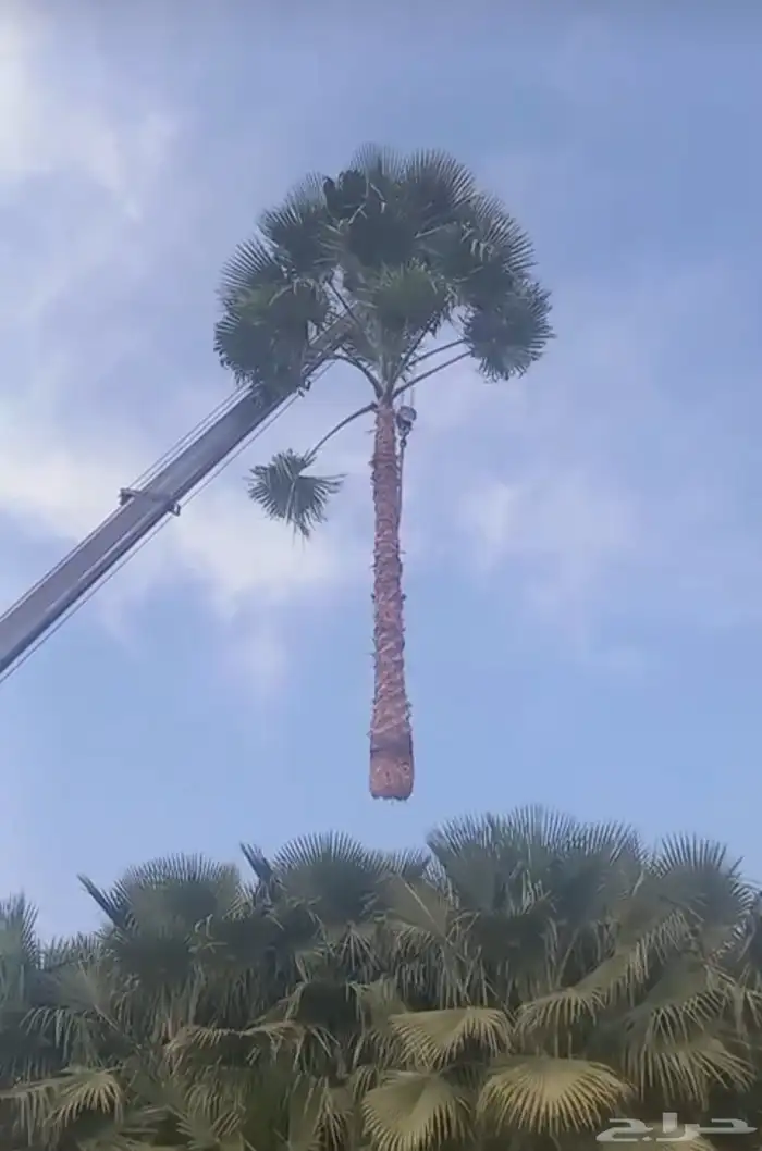 نخل واشنطني 2