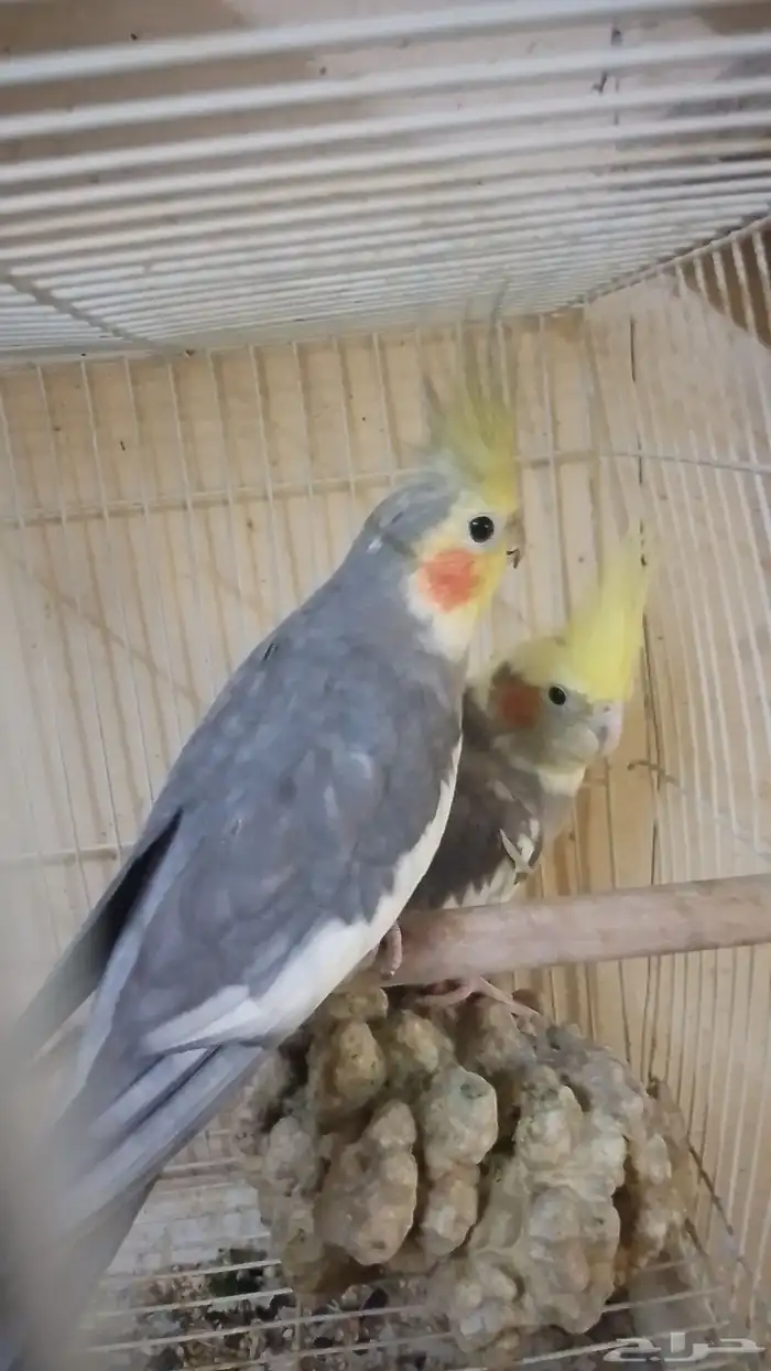 كروان 5 فرد 4