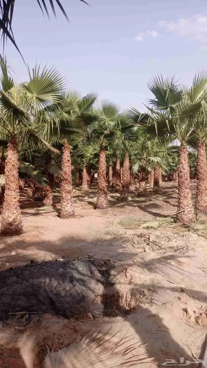 نخل وشنطني زينه ونخيل مثمر وأشجار زينه للبيع 9