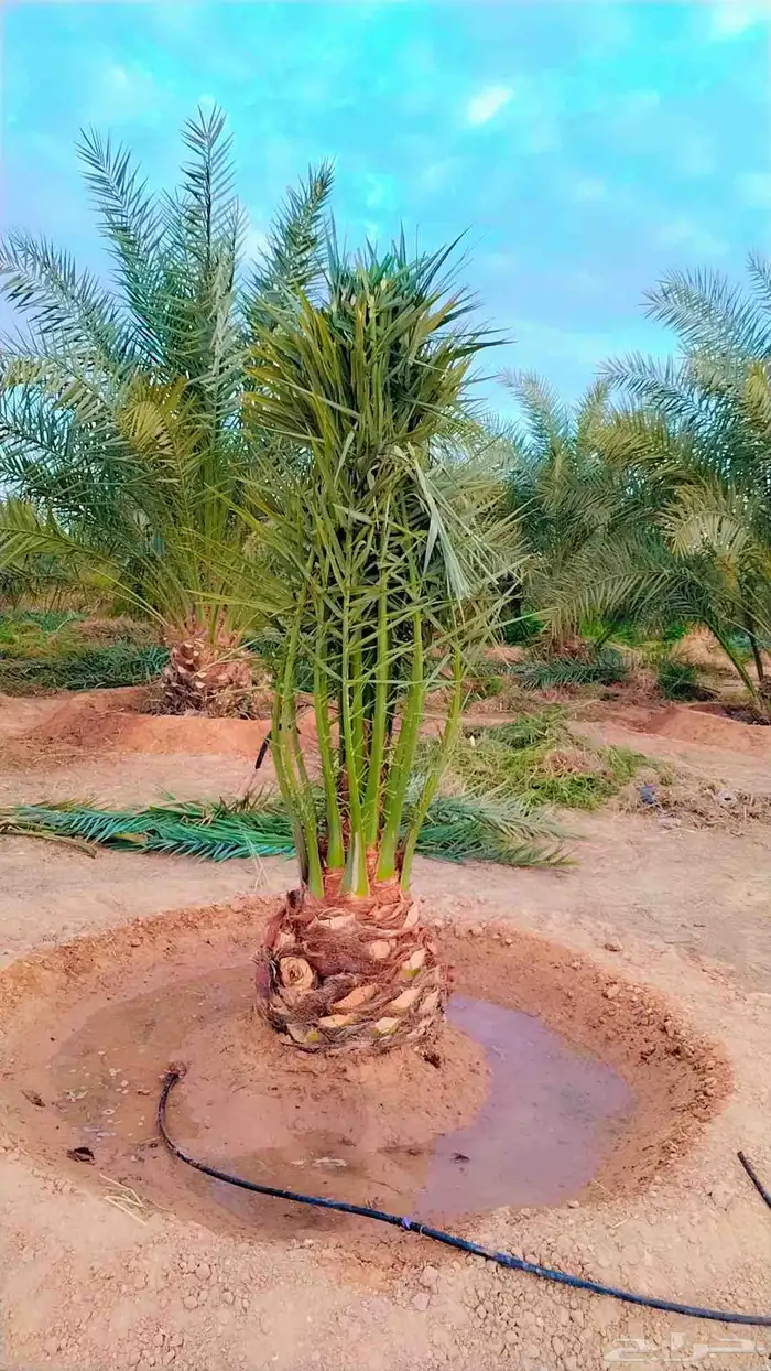 نخل للبيع سكري اخلاص شيشي دخيني نخيل صقعي روثانا غر نبوت 4