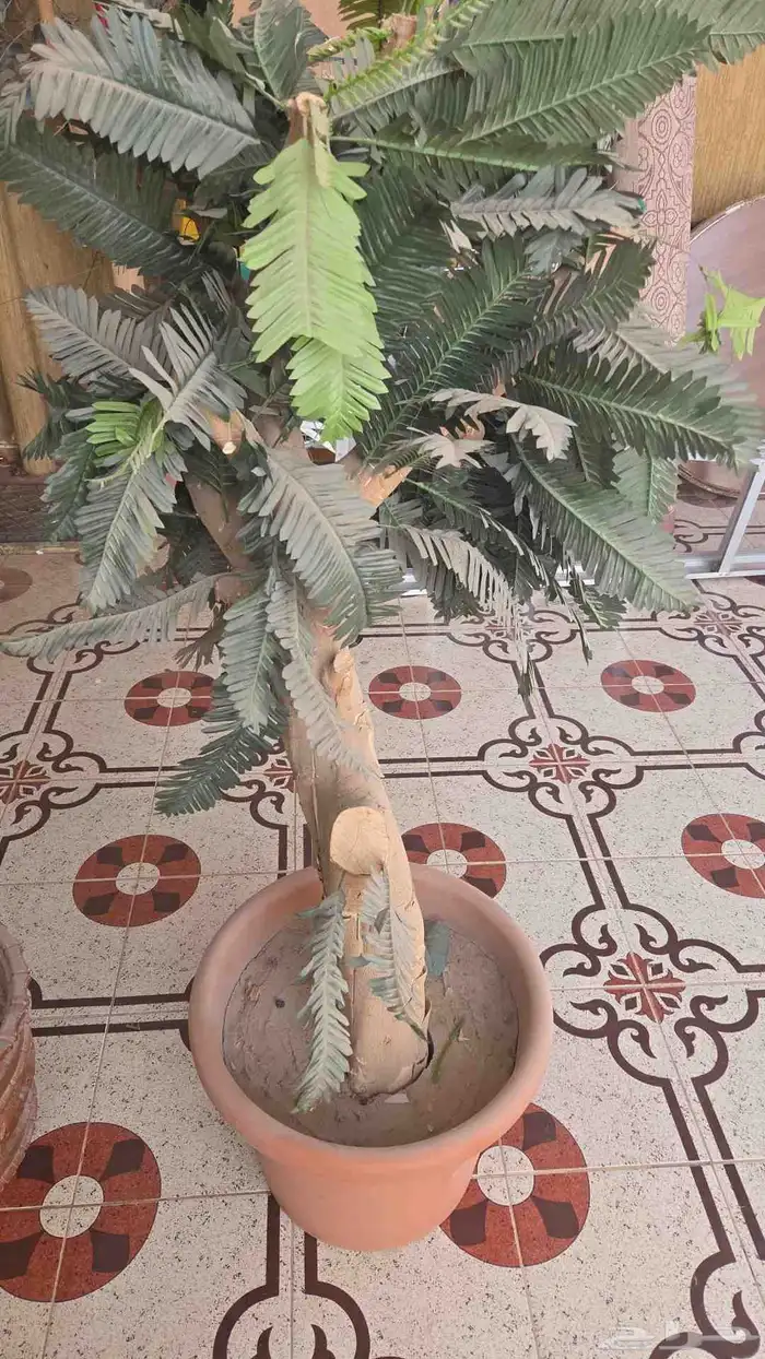 كماليات اثاث 0