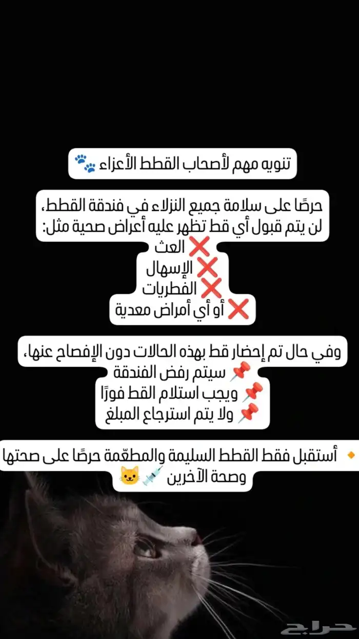 فندقه.. قطط.. استضافه منزليه 1