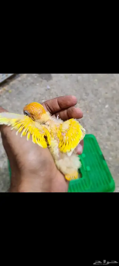 فروخ فشر فواخر 1