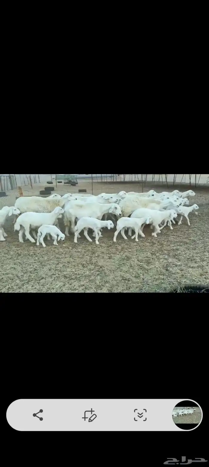 غنم حريات خالفات 0