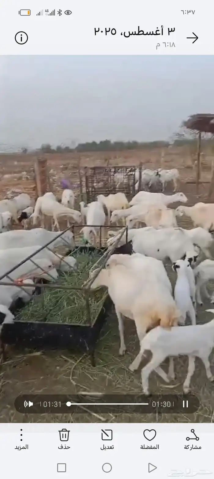 ضان رفيدي أكبر جرم العدد 30 مناتيج السوم 1180 و30 قرايب 850 2