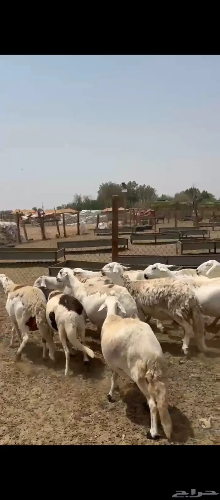 ضان سواكني 6