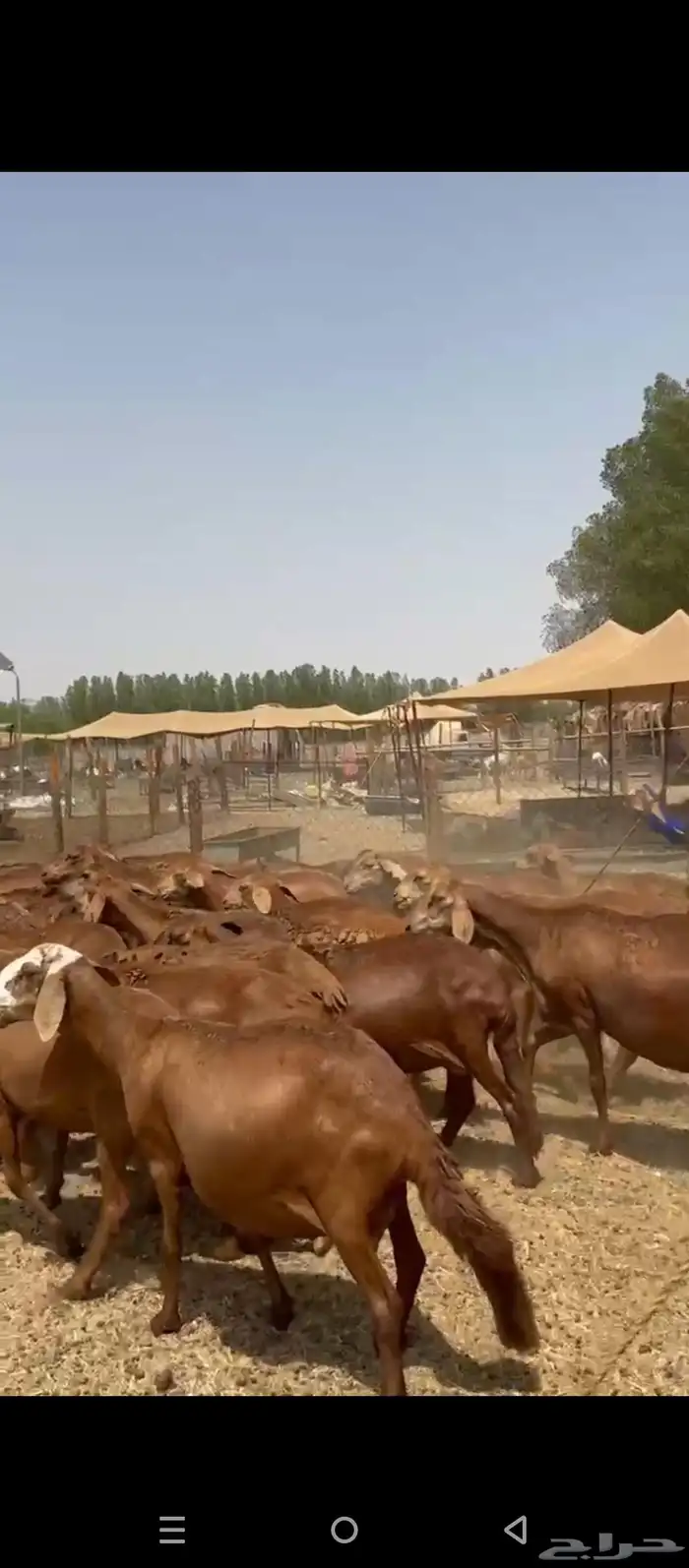 ضان سواكني 4