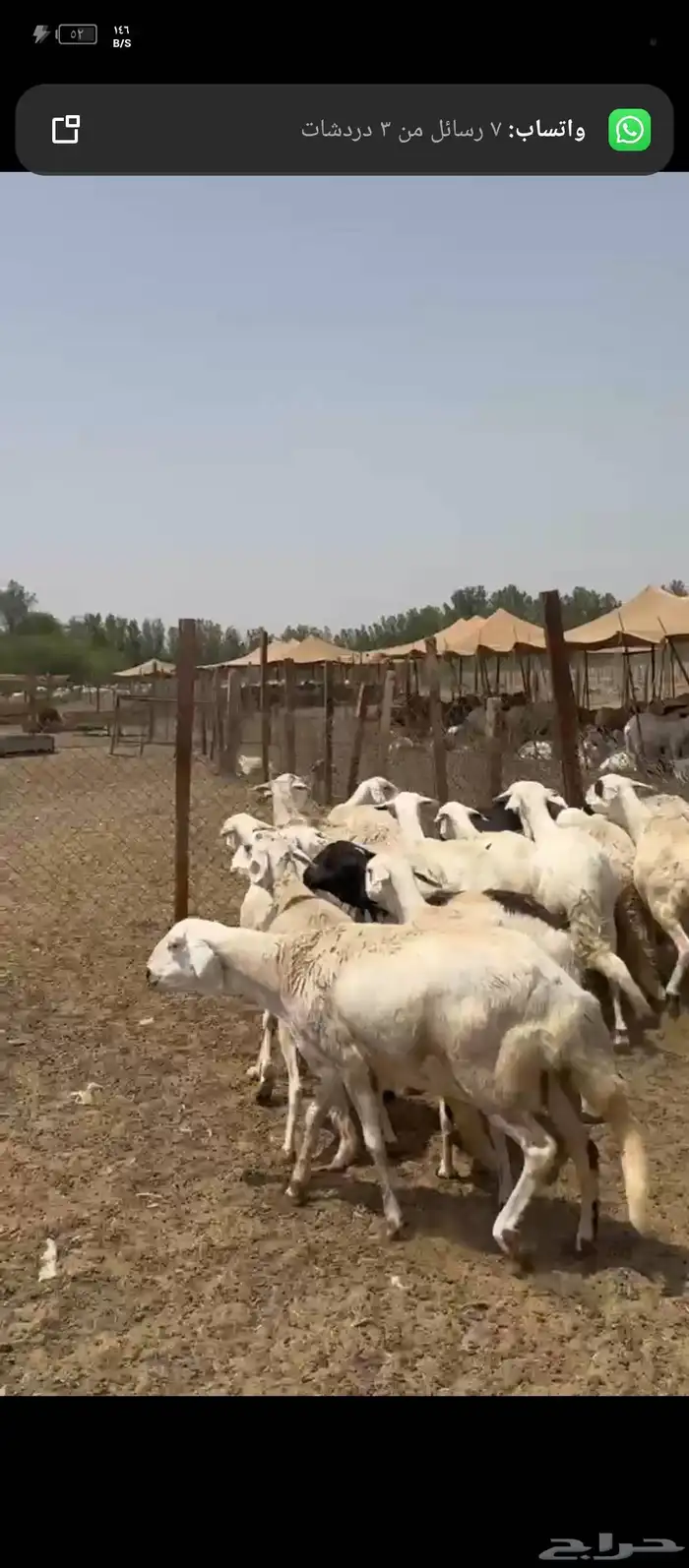 ضان سواكني 8